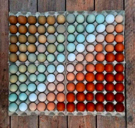 Eggs on a wooden background. Top view. Flat lay.