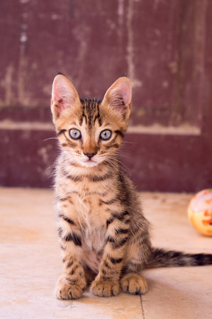 Cute bengal kitten sitting on the floor and looking at cameraの写真素材