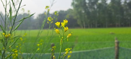 Yellow flower in the rice field with soft focus background and copy space.の写真素材
