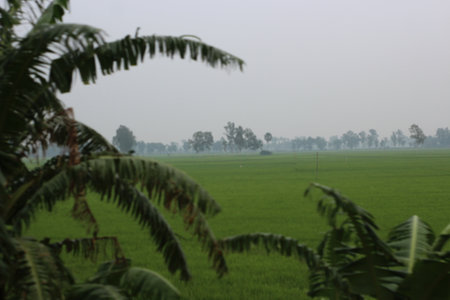 Landscape of rice field and coconut tree in the morning, Thailandの写真素材