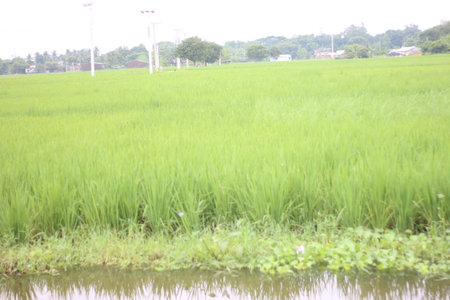 paddy field in thailand, rice field in thailand.の写真素材