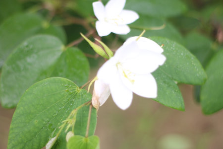 Beautiful white flowers in the garden. Natural background. Soft focus.の写真素材
