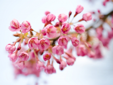 Cherry blossom in springの写真素材