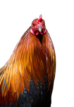 cock isolated
