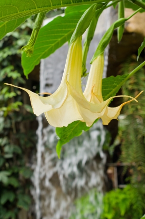 Angel s trumpetの写真素材