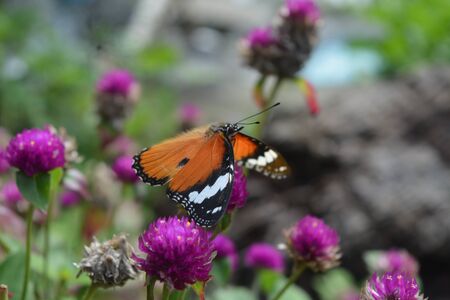 Beautiful colorfull butterfly on a purple flower in the gardenの写真素材