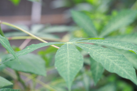 a close up of cassava leaves. floral photo concept.