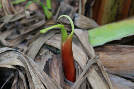 close up detail of banana tree buds. fruit plant photo concept.