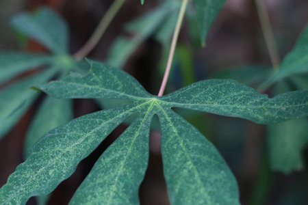 a close up of cassava leaves. floral photo concept.の写真素材