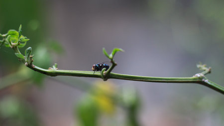 close-up of a fly perched on a plant stem. concept photo of flora and fauna.