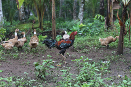 a group of ducks looking for food around the yard. animal photo concept.の写真素材