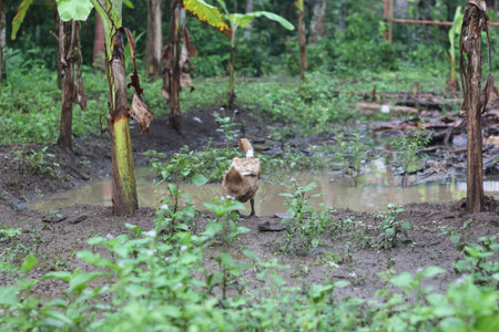 a group of ducks looking for food around the yard. animal photo concept.の写真素材