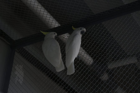 close up of Sulphur Crested Cockatoo or Cacatua Galerita perching in a cage.