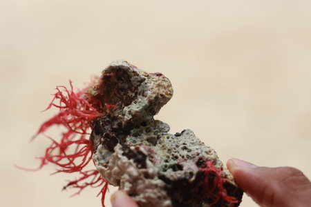 red seaweed and sea corral on hand. natural background.の写真素材