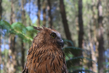 A brown owl perches in a forest setting, featuring detailed feathers and a focused yellow eye,...