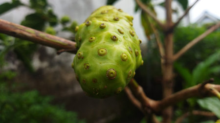 A close-up of a green, bumpy fruit hanging from a tree branch in a garden setting, with natural...