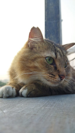 A tabby cat with green eyes resting in bright natural light creates a peaceful and cozy atmosphere.