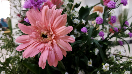 Pink flower with large petals surrounded by purple and white flowers in a lush garden setting conveying freshness and natural beauty ideal for floral and nature marketing.の写真素材