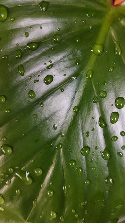 A detailed close-up of a vibrant green leaf with water droplets, highlighting fresh and glossy...