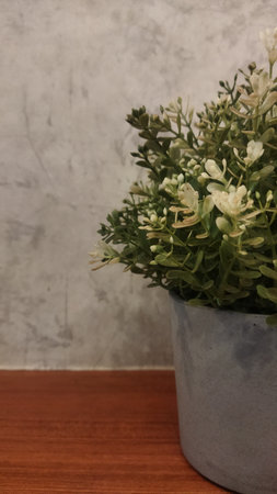 A potted green plant with small white flowers sits on a wooden surface against a textured light gray wall creating a calm and natural indoor atmosphere ideal for home decor and lifestyle visuals.の写真素材