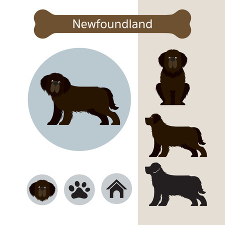 Newfoundland Dog Breed Infographic, Illustration, Front and Side View, Iconのイラスト素材