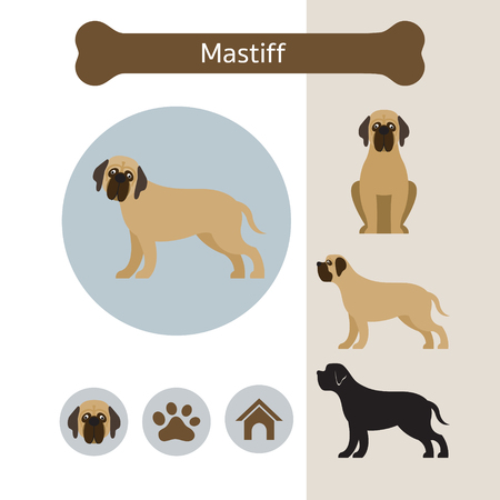 Mastiff Dog Breed Infographic, Illustration, Front and Side View, Iconのイラスト素材