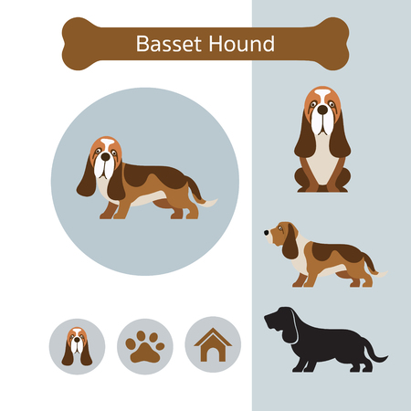 Basset Hound Dog Breed Infographic, Illustration, Front and Side View, Iconのイラスト素材