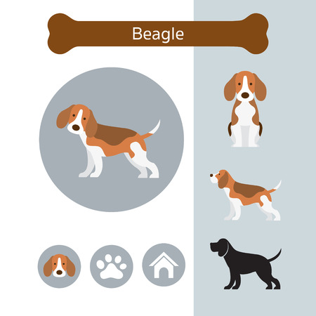Beagle Dog Breed Infographic, Illustration, Front and Side View, Iconのイラスト素材