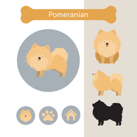 Pomeranian Dog Breed Infographic, Illustration, Front and Side View, Iconのイラスト素材