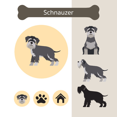 Schnauzer Dog Breed Infographic, Illustration, Front and Side View, Iconのイラスト素材