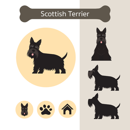 Scottish Terrier Dog Breed Infographic, Illustration, Front and Side View, Iconのイラスト素材