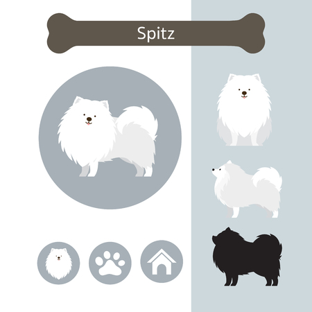 Spitz Dog Breed Infographic, Illustration, Front and Side View, Iconのイラスト素材