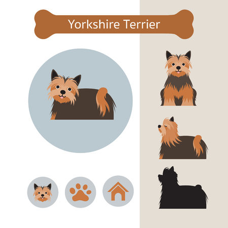 Yorkshire Terrier Dog Breed Infographic, Illustration, Front and Side View, Iconのイラスト素材