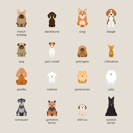 Dog Breeds Set, Small and Medium Size, Front View, Vector Illustrationのイラスト素材