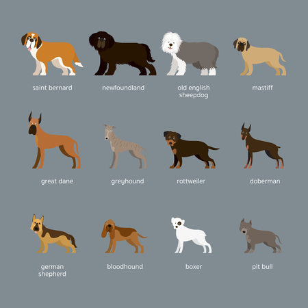 Dog Breeds Set, Giant and Large Size, Side View, Facing Front, Vector Illustrationのイラスト素材