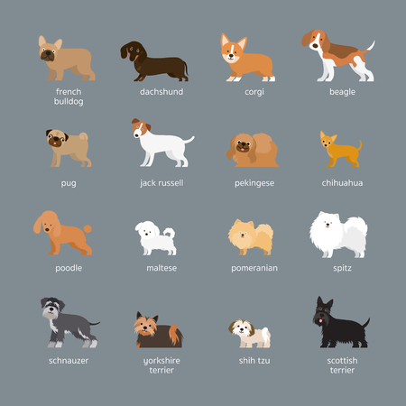 Dog Breeds Set, Small and Medium Size, Side View, Facing Front, Vector Illustrationのイラスト素材