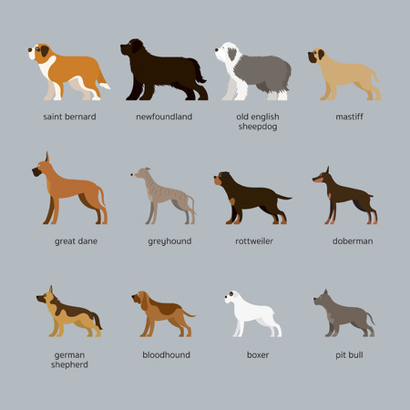 Dog Breeds Set, Giant and Large Size, Side View, Vector Illustrationのイラスト素材
