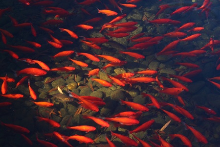 carp fish in pond with light streamの写真素材