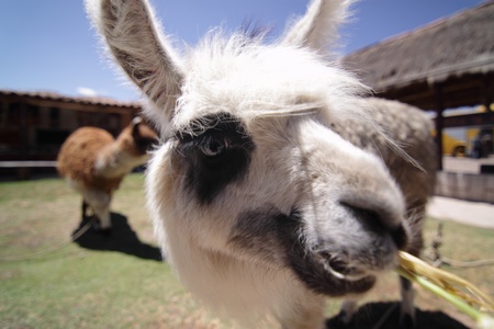 Llama close shotの写真素材