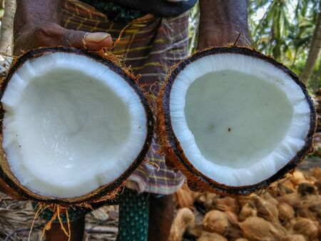 split open mature coconut held in hand by man, in the background is the coconut orchardの写真素材
