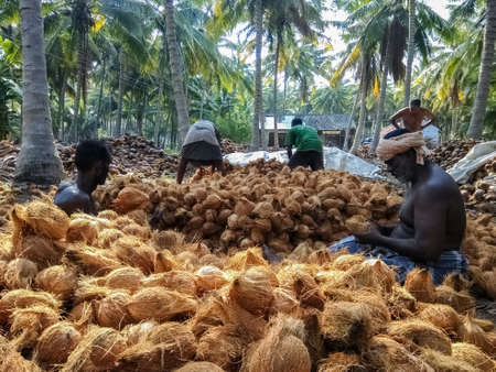 Mararikulam, Kerala / India - July 5 2017: farm workers sorting dehusked coconuts based on its size ands quality in a coconut farm, the sorted coconuts are further sold in the APMC markets across India. selective focus.のeditorial素材