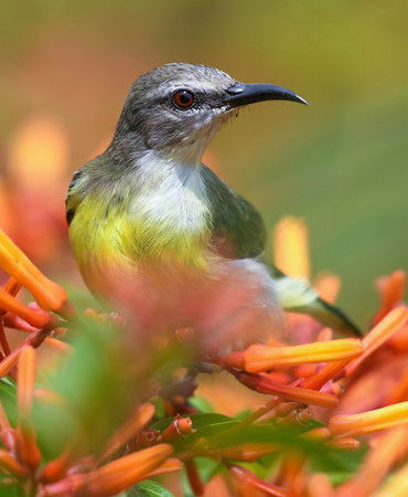 Very colorful shining Humming bird perched on a flower plant. Blurred green tropical plants in background. Soft focus. Selective Focus.の写真素材