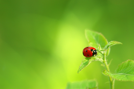 Ladybug on green fresh leafの写真素材