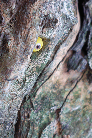 Wood elephant with wicked smile are looking downの写真素材