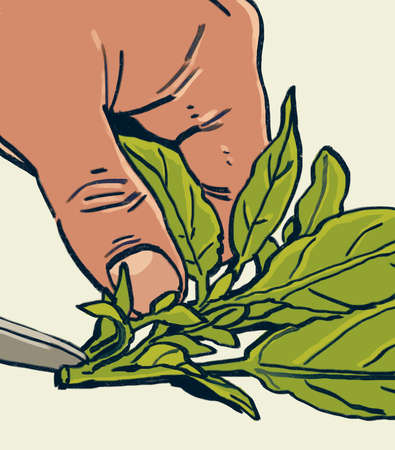 Organic hand drawn close up of person's hand preparing some herb for cooking with a small knife, on pale yellow backgroundの写真素材