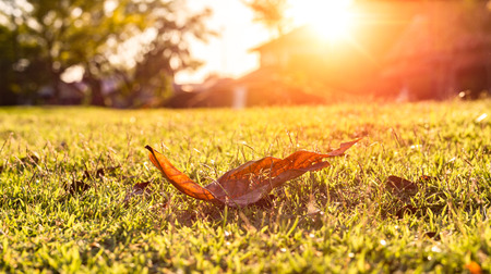leaves on the grassの写真素材