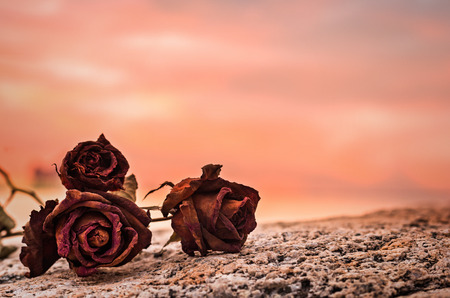 are roses on the rockの写真素材