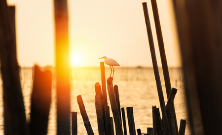 the bird is on the stump between sunset near the beach and sea water.の写真素材