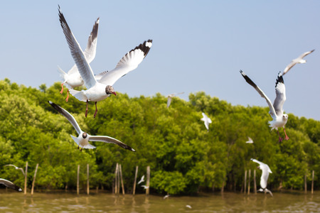 the seagull flying over the sky in the air.の写真素材