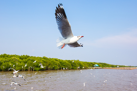 the seagull flying over the sky in the air.の写真素材